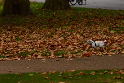 DSC_0675 (Large).JPG